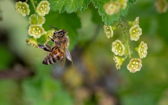 Jak tworzyć tańsze mieszanki dzikich gatunków roślin, żeby skutecznie wspierać populacje pszczół zapylających