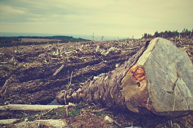 COP26: Wylesianie, hodowla przemysłowa i rolnictwo