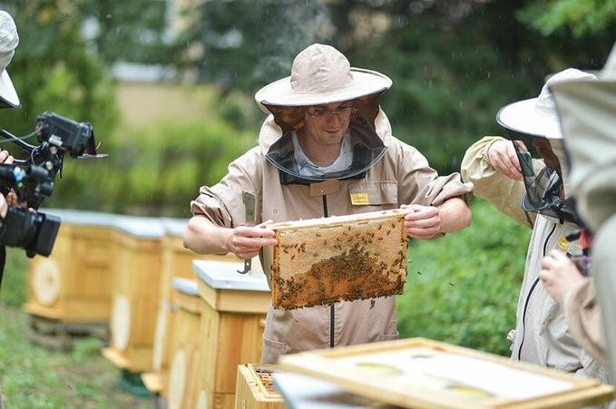 Otwarto pszczelą Europejską Pasiekę Miejską